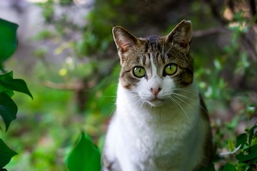 cat tokyo