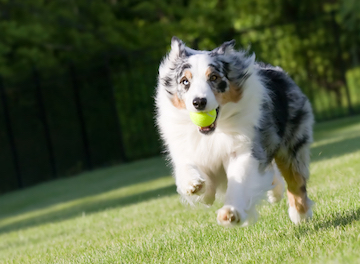 runningaussie